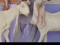 बकरी, Gulabi goats — फ़ोटो 2