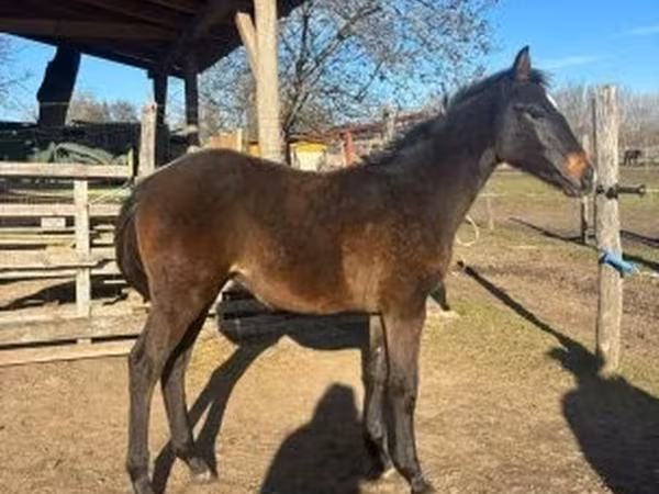 Hing, Hungarian horse breed