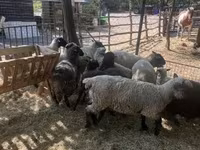 نعجة, White Suffolk sheep — الصورة 8