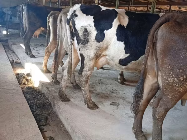 İnək, Swiss cattle