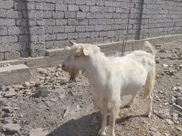 Billy Goat, Saanen goat