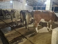 Vaca, Raza Alatau — foto 2