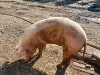 母猪, Pigs — 照片 5