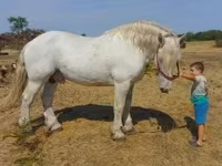 公马, Percheron — 照片 1