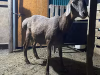 मेढ़ा, Rhon sheep — फ़ोटो 3