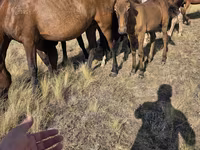 Klisna, Kazakh horse — foto 3