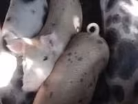 母猪, Дюрок — 照片 1