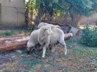 公羊, Sheep — 照片 3