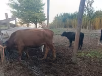 Kuh, Aberdeen-Angus — Foto 7