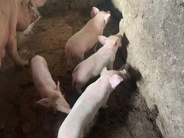 Sow, Pigs