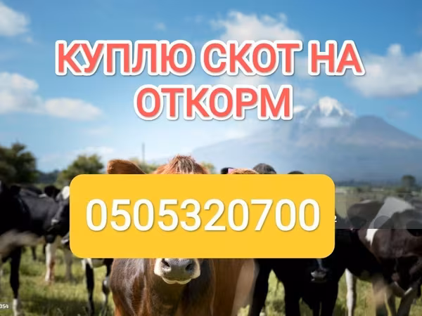 公牛, Swiss cattle