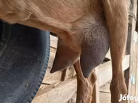 母山羊, Alpine goat — 照片 1