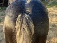 Cheval, Chevaux — photo 3