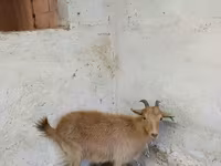 Nőstény kecske, Saanen goat — 3. fotó