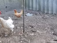 Chickens — foto 3