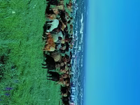 Ram, Sheep — photo 6