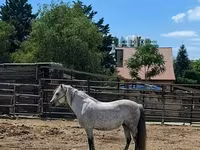 Jument, Hungarian horse breed — photo 3