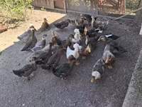Ducks — foto 3