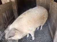 Süldőanya — 3. fotó