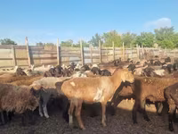 Juh, Hissar sheep — 4. fotó