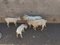 बकरा, बकरियाँ — फ़ोटो 5