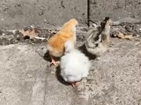 Chickens — foto 2