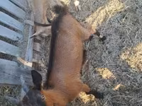 Bode, Cabras — foto 7