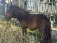 Égua, Shetland Pony — foto 1