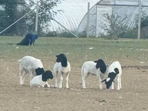 Kos, Dorper sheep — Magyarország