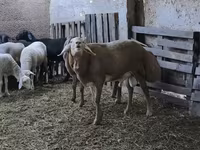 Beran, Arashan sheep — foto 3
