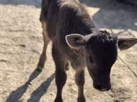 सांड, भूरा लातवियाई — फ़ोटो 1