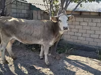 Kuh, Simmental cattle — Foto 8