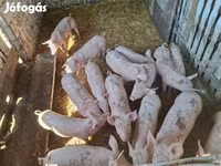 Pigs (batch, sex not specified), Pigs — photo 5