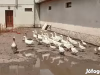 Geese — 照片 6