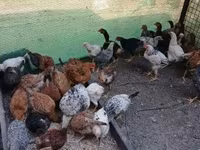 Chickens — फ़ोटो 3