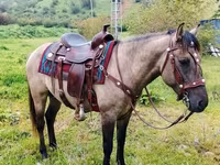 Cheval, Alter Real — photo 1