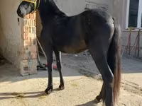 Cavalo, Friesian — foto 1