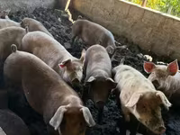 Sow, Pigs — photo 1