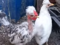 gallina danesa — foto 3