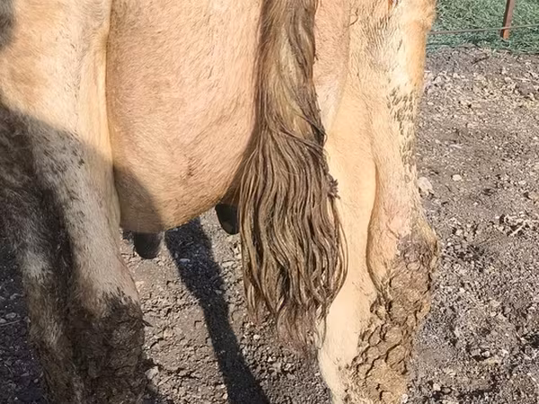 Vaca, Swiss cattle