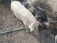 Boar, Pigs — photo 2
