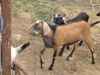 公山羊, Nubian Goat — 照片 3