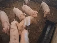 Sow, Pigs — photo 1