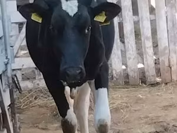 Bika, Holstein fajta — Magyarország