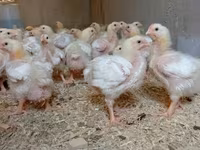 Chickens — photo 1