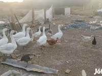 Geese — foto 3
