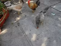 bantam japonais — photo 4