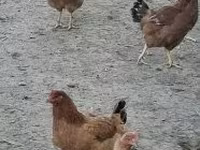 gallina danesa — foto 2