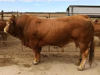 Touro, Vaca Limousine — foto 1