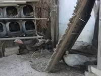 Turkeys — photo 1
